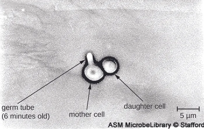 Micrograph of two circular cells attached to each other; one is labeled daughter cell and the other is labeled mother cell. The mother cell has a small protrusion labeled germ tube (6 minutes old).