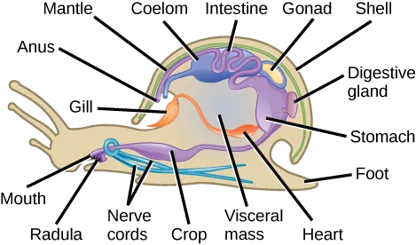 The illustration shows a cross-section of a snail. The body of the snail is called the visceral mass. The mouth leads to a crop, then to the stomach, which is toward the back of the animal. The intestines are located above the stomach. The intestines continue forward, and empty into a cavity above the front part of the visceral mass. Two nerve cords wrap around the esophagus and extend back along the bottom of the animal. The gill is located in the cavity in the shell, and connects to the heart in the visceral mass. The coelom is near the heart. The visceral mass is surrounded by a mantle. A shell covers the mantle.