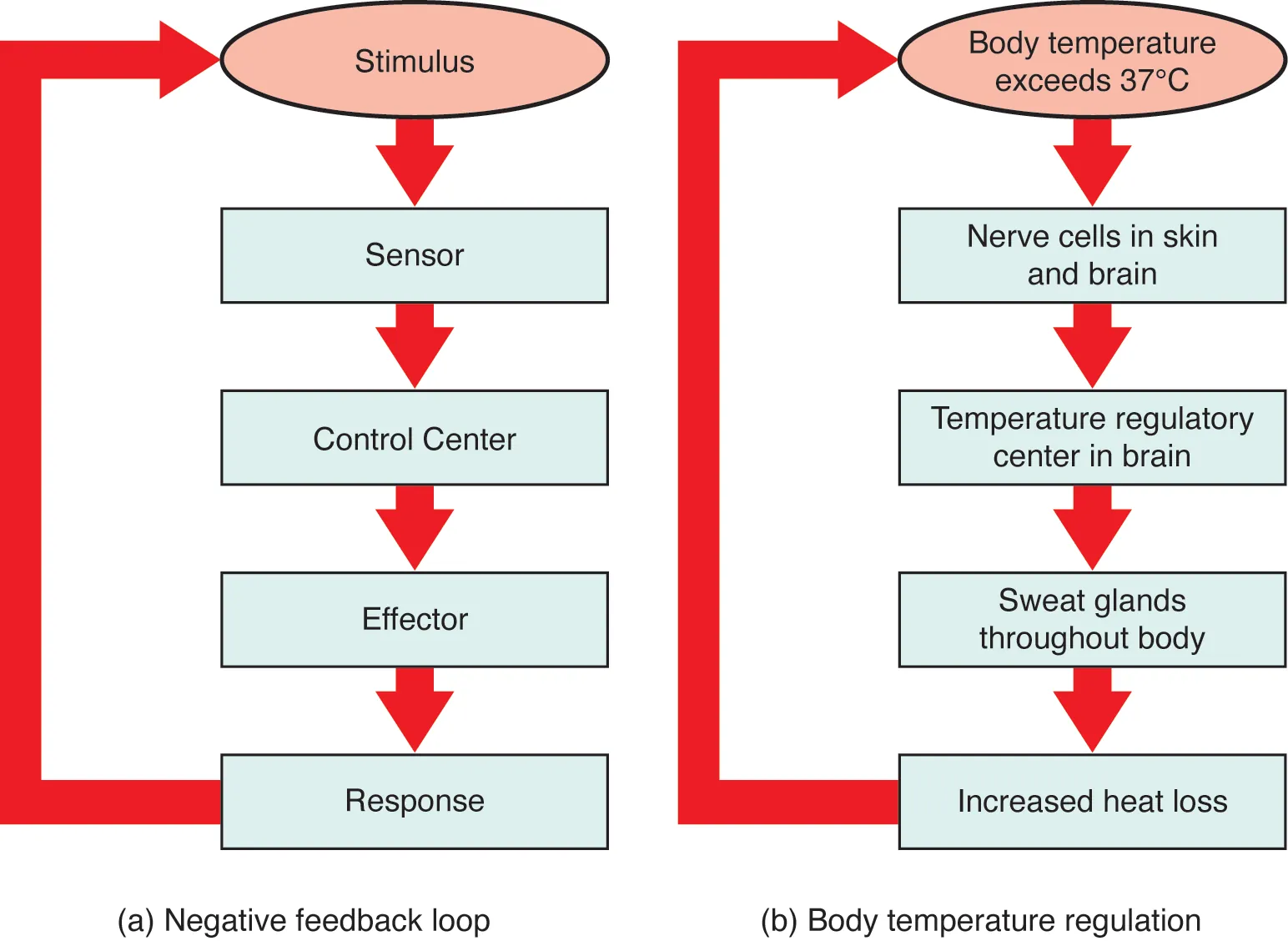 This figure shows two flow charts labeled A and B. Chart A shows a general negative feedback loop. The loop starts with a stimulus. Information about the stimulus is perceived by a sensor which sends that information to a control center. The control center sends a signal to an effector, which creates a response. That then feeds back to the top of the flow chart by inhibiting the stimulus. Part B shows body temperature regulation as an example of negative feedback system. Here, the stimulus is body temperature exceeding 37 degrees Celsius. The sensor is a set of nerve cells in the skin and brain and the control center is the temperature regulatory center of the brain. The effectors are sweat glands throughout the body which lead to increased heat loss and inhibit the rising body temperature.