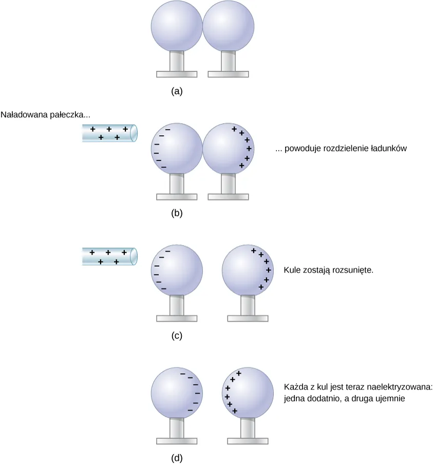 W części a rysunku, pokazana jest para zetkniętych ze sobą obojętnych elektrycznie metalowych kul. W części b, dodatnio naładowana pałeczka jest umieszczona w pobliżu jednej z kul. Znaki minus są zaznaczone na kuli na jej powierzchni bliskiej pałeczki, a znaki plus na drugiej kuli, na jej powierzchni najbardziej oddalonej od pałeczki. Naładowana pałeczka spowodowała rozsunięcie ładunku. W części c, dodatnio naładowana pałeczka jest umieszczona w pobliżu jednej z kul, a kule już się nie stykają. Tak jak na rysunku b, powierzchnia kuli znajdującej się w pobliżu pałeczki ma narysowane znaki minus, a znaki plus są zaznaczone na drugiej kuli, na jej powierzchni najbardziej oddalonej od pałeczki. W części d, nie pokazano szklanej pałeczki. Ładunki są pokazane na wewnętrznych, powierzchniach metalowych kul. Na powierzchniach, którymi te kule są zwrócone do siebie, zaznaczono znaki plus na jednej z kul, a znaki minus na drugiej.