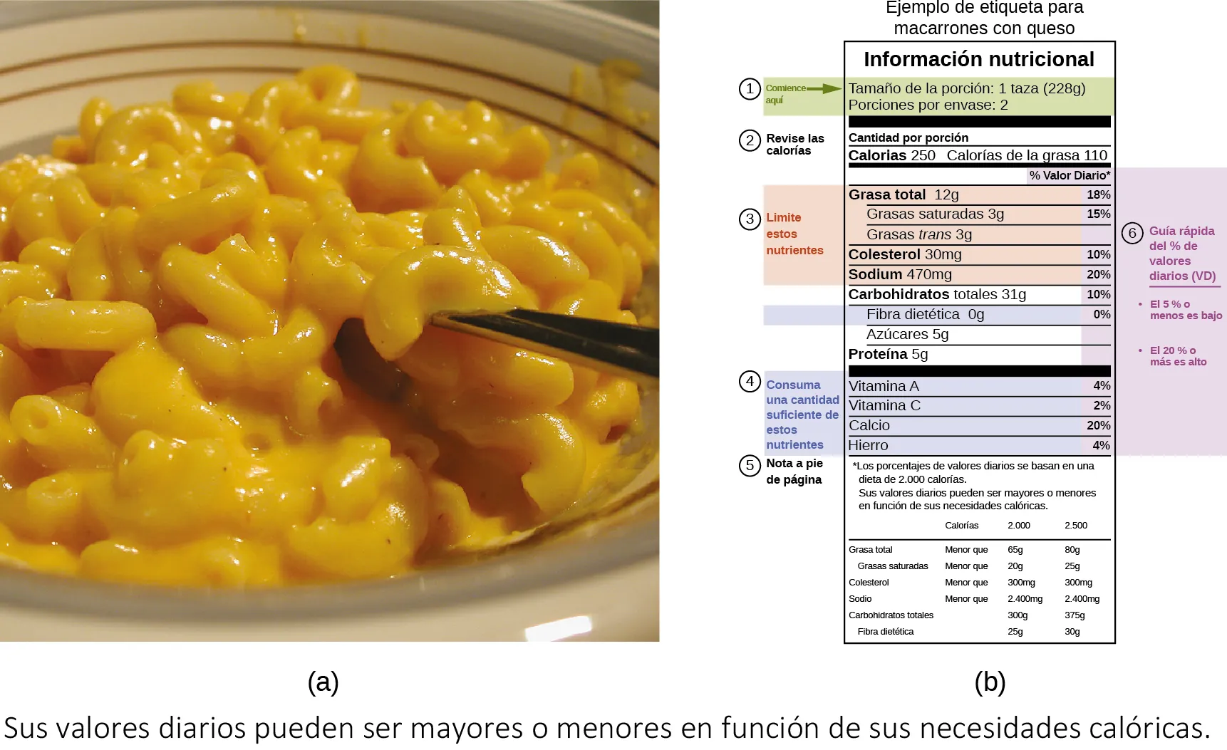 Se muestran dos imágenes etiquetadas como a y b. La imagen a muestra un primer plano de un tazón de macarrones con queso. La imagen b es una etiqueta alimentaria que contiene información resaltada en formato de tabla. En la parte superior de la etiqueta se lee "Etiqueta de muestra para macarrones con queso". Debajo aparecen las palabras "Información nutricional". Debajo hay dos líneas de texto resaltado que dicen "Tamaño de la porción una taza (228 g)" y "Porciones por envase 2". Una etiqueta a la izquierda de estas líneas dice "Comenzar aquí" y una flecha hacia la derecha está al lado de estas palabras. Debajo aparecen las palabras "comprobar calorías", que se encuentran a la izquierda de las frases "Cantidad por ración", que están encima de las palabras "Calorías 250" y "Calorías de grasa 210". El siguiente segmento de la etiqueta está resaltado y contiene cinco frases: "Grasa total 12 g", "Grasa saturada 3 g", "Grasa trans 3 g", "Colesterol 30 m g" y "Sodio 470 m g". La frase "Limitar estos nutrientes" se encuentra a la izquierda de estas cinco frases. La frase que aparece debajo de estos es "Carbohidratos totales 31 g" y va seguida de una frase resaltada, "Fibra dietética 0 g". Debajo aparecen las frases "Azúcares 5 g" y "Proteínas 5 g". Debajo hay una parte resaltada que contiene las frases "Vitamina A", "Vitamina C", "Calcio" y "Hierro". Una etiqueta a la izquierda de estos términos dice "Ingiera suficiente de estos nutrientes". En la parte inferior de la etiqueta figura una "Nota a pie de página" que dice: "Los porcentajes de valores diarios se basan en una dieta de 2.000 calorías". Sus valores diarios pueden ser mayores o menores en función de sus necesidades calóricas". Cada uno de los términos resaltados en la tabla está alineado con un valor porcentual a la derecha de la tabla. Una nota en la parte exterior derecha de la tabla dice "Guía rápida del % de VD", "5% o menos es bajo" y "20% o más es alto". La ingesta o el valor diario (VD) para la grasa total es del 18 %, para la grasa saturada es del 15 %, para el colesterol es del 10%, para el sodio es del 20 %, para los carbohidratos totales es del 10 %, para la fibra dietética es del 0 %, para la vitamina A es del 4 %, para la vitamina C es del 2 %, para el calcio es del 20 % y para el hierro es del 4 %". En la parte inferior hay una tabla que indica las calorías a 2.000 y 2.500. Para la grasa total, la tabla indica menos de 65 g para 2.000 calorías y 80 g a partir de 2500 calorías. Para las grasas saturadas, la tabla indica menos de 20 g para 2.000 calorías y 25 g para 2500 calorías. Para el colesterol, la tabla indica menos de 300 m g para 2.000 calorías y 300 m g para 2500 calorías. Para el sodio, la tabla indica menos de 2400 m g para 2.000 calorías y 2400 m g para 2500 calorías. Para los carbohidratos totales, la tabla indica 300 g para 2.000 calorías y 375 g para 2500 calorías. Para la fibra dietética la tabla indica 25 g para 2.000 calorías y 30 g para 2500 calorías.