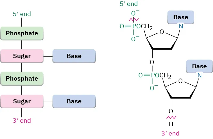 Two figures show the structure of D N A. Nucleotides join together in deoxyribonucleic and ribonucleic acid via phosphate between the 5-prime on one nucleotide and the 3-prime on another.