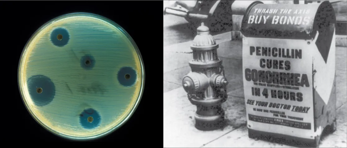 The right side of this image is an old black and white photo of a mailbox plastered with an advertisement that says, Penicillin cures gonorrhea in four hours. See your doctor today. The left side of the image shows a petri dish streaked with bacteria. Bacteria grow everywhere on the plate except where discs containing antibiotic have been placed. These areas are completely devoid of bacterial growth.