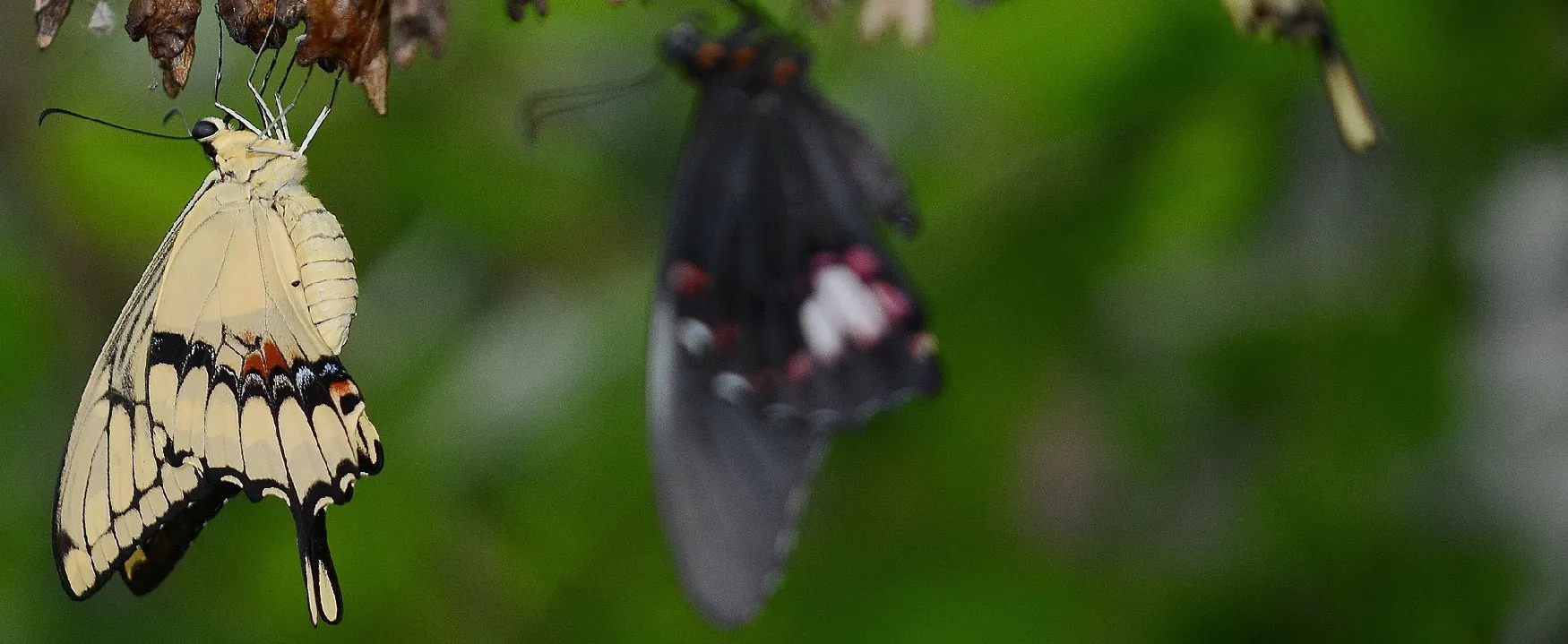 A stunning yellow swallowtail butterfly with black markings and a hint of red/blue, hangs upside down against a vibrant green backdrop, while a dark, out-of-focus butterfly appears in the background.