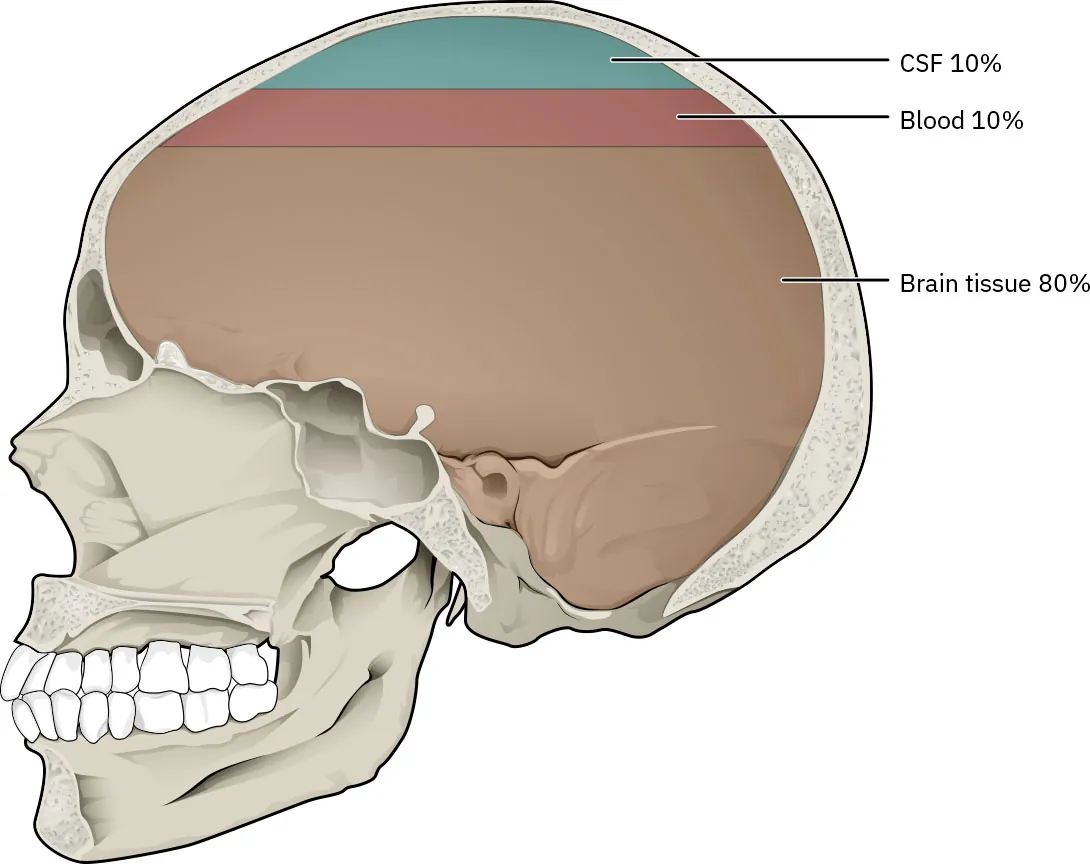 Illustration of a lateral view of the human skull with components of CSF (10%), Blood (10%), and Brain Tissue (80%) percentages shown in relation to the size of the brain.