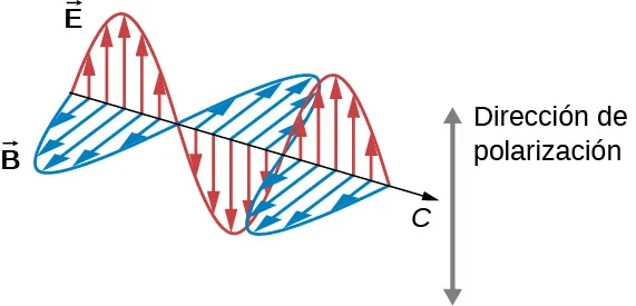 Se muestra una parte de una onda electromagnética que se mueve con velocidad c en un instante de tiempo. Se muestran los dos componentes vectoriales, E y B, que son perpendiculares entre sí y a la dirección de propagación. Los vectores que representan la magnitud y la dirección de E, mostrados como flechas cuyas colas se encuentran en la línea de propagación de la onda, forman una onda sinusoidal en un plano. Del mismo modo, los vectores B forman una onda sinusoidal en un plano perpendicular a la onda E. Las ondas E y B están en fase. La dirección de polarización viene dada por la dirección de los vectores E.