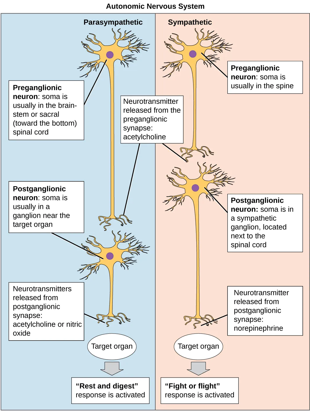 The autonomic nervous system is divided into sympathetic and parasympathetic systems. In the sympathetic system, the soma of the preganglionic neurons is usually located in the spine while in the parasympathetic system the soma is usually in the brainstem or sacral vertebrae, at the bottom of the spine. In both systems, the preganglionic neuron releases the neurotransmitter acetylcholine into the preganglionic synapse. Postganglionic neurons of the sympathetic system have somas in a sympathetic ganglion, located next to the spinal cord. Postganglionic neurons of the parasympathetic system have somas in ganglions near the target organ. Postganglionic neurons of the sympathetic system release norepinephrine into the postganglionic synapse, causing the fight or flight response to be activated in the target organ, while postganglionic neurons of the parasympathetic system release acetylcholine or nitric oxide into postganglionic synapse, causing the rest and digest response to be activated in the target organ.