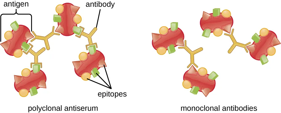 This figure shows 2 sets of 4 antigens. Each antigen has multiple unique epitopes on the surface. For one set of antigens, polyclonal antibodies are binding to different sets of epitopes on each antigen, linking the antigens together like a lattice. For the second set of antigens, monoclonal antibodies bind to just one of the specific unique epitopes. Because of the specificity, only 2 antigens are linked to each other, rather than forming a more complex lattice with all 4 antigens.