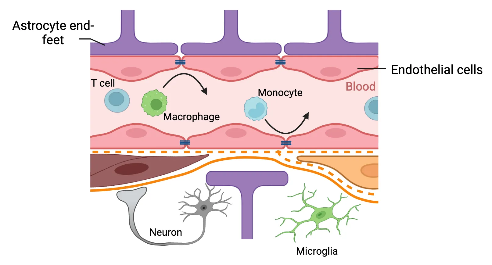 A diagram of cross-section of blood vessel and blood brain barrier. T cells, macrophages and monocytes are shown trapped within the blood vessel, comprised of endothelial cells with tight junctions between then. Astrocyte endfeet wrap the endothelial cells. Microglia and neurons are shown within the brain tissue.