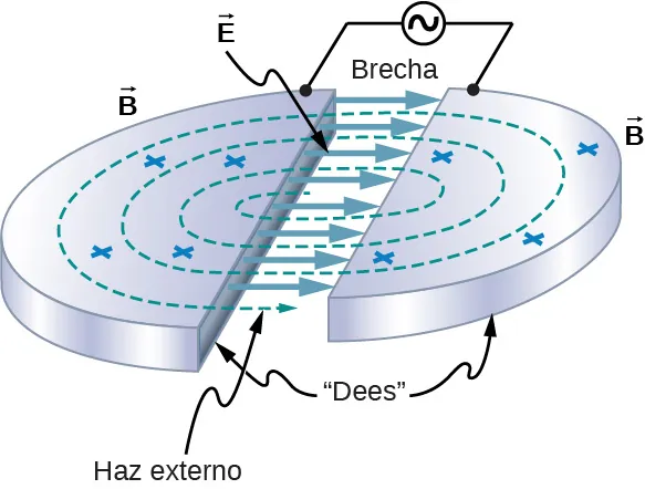 La figura muestra dos placas metálicas semicirculares separadas por una brecha. Cada placa está conectada a un terminal de una fuente de CA. Las placas están etiquetadas como Dees. Las líneas de puntos circulares atraviesan ambas placas. Estás están marcadas como haz externo. Las flechas que van de una placa a otra en la brecha están marcadas como vector E. Las cruces en la superficie de las placas están marcadas como vector B.