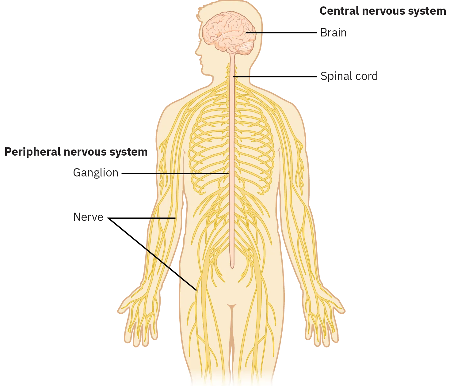 A diagram of the human body shows the Central nervous system (CNS) and the Peripheral nervous system (PNS). The Central nervous system consists of the brain and the spinal cord, which starts at the base of the brain and continues down the torso. The Peripheral nervous system consists of ganglion and nerves, which branch out from the spinal cord throughout the entire body.