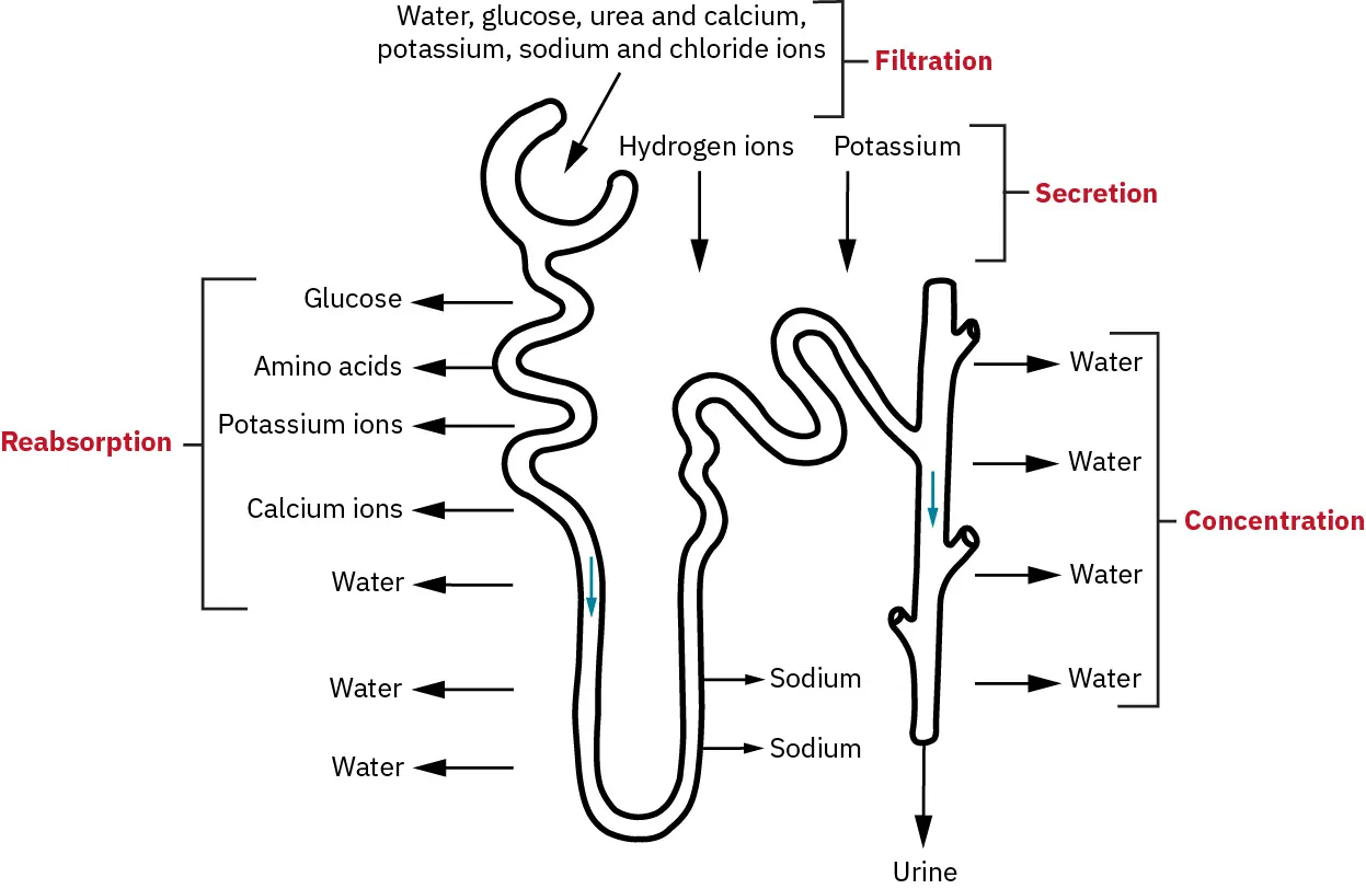A diagram illustrating the process of filtration, reabsorption, secretion, and concentration in the nephron of the kidney. It shows the movement of water, glucose, urea, calcium, potassium, sodium, and chloride ions. The diagram highlights the reabsorption of glucose, amino acids, potassium ions, calcium ions, and water; the secretion of hydrogen and potassium ions; and the concentration of water leading to urine formation.