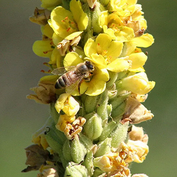 A bee extracts nectar from a yellow flower.
