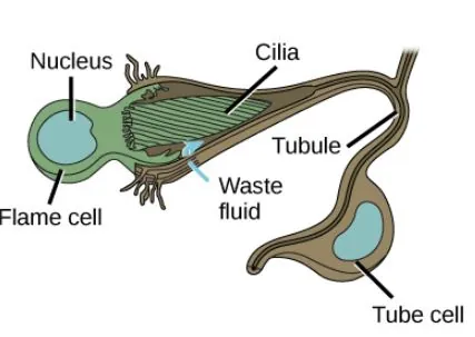Illustration shows a flame cell, which is bulb-shaped with cilia projecting from one end. The cilia form a point, like the tip of a paintbrush, inside as wide opening at the end of a tube cell. The tube cell narrows into a tubule, then widens into a body where the nucleus is located. The tubule continues past the cell body.
