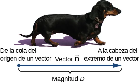 Una foto de un perro. Debajo de la foto hay una flecha horizontal que empieza debajo de la cola del perro y termina debajo de la nariz del mismo. La flecha está marcada como Vector D, y su longitud está marcada como magnitud D. El inicio (cola) de la flecha está marcado como "desde la cola de un origen vectorial" y su extremo (cabeza) está marcado como "hasta la cabeza de un extremo vectorial".