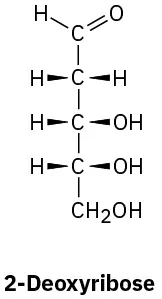 The structure of 2-deoxyribose. It is an aldopentose with 5 carbon atoms and an aldehyde functional group.