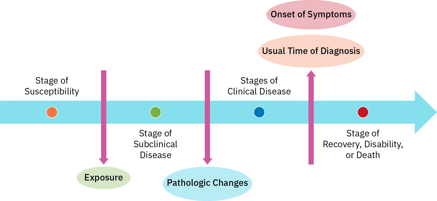 The four stages of disease progression are shown in order from left to right along an arrow. The stages are susceptibility, subclinical disease, clinical disease, and recovery, disability, and death. Perpendicular lines cross the arrow to marking the event that signals the shift from one stage to the next. Exposure marks the shift from susceptibility to subclinical disease. Pathologic changes mark the shift from subclinical disease to clinical disease. Onset of symptoms and usual time of diagnosis mark the shift from clinical disease to recovery, disability, or death.