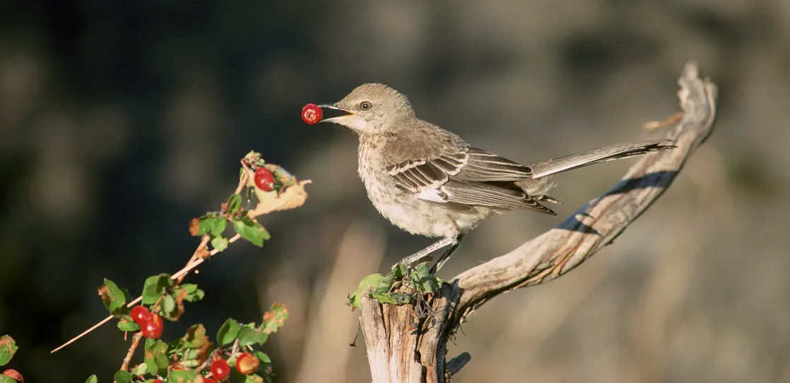 This photo shows a mockingbird eating a berry.