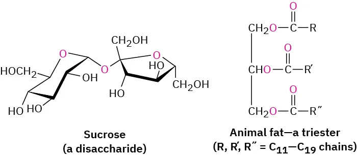 Chemical structures of sucrose (a disaccharide), with lots of O H bonds, and animal fat (a triester), with no O H bonds.