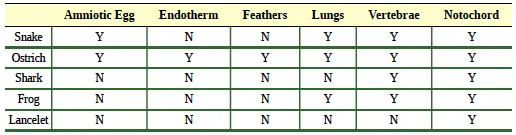 A table comparing several animals (Snake, Ostrich, Shark, Frog, Lancelet) across six biological characteristics: Amniotic Egg, Endotherm, Feathers, Lungs, Vertebrae, and Notochord. Y/N indicates presence/absence.