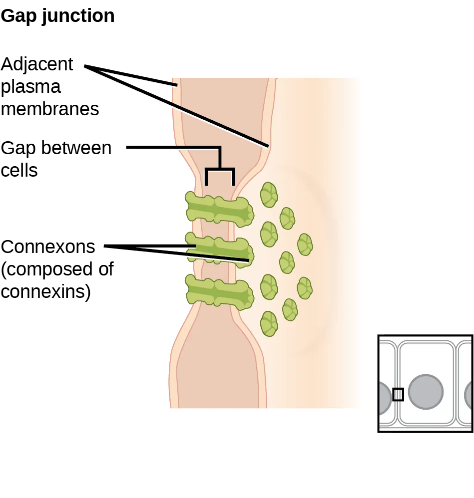 This illustration shows two cells joined together with protein pores called gap junctions that allow water and small molecules to pass through.