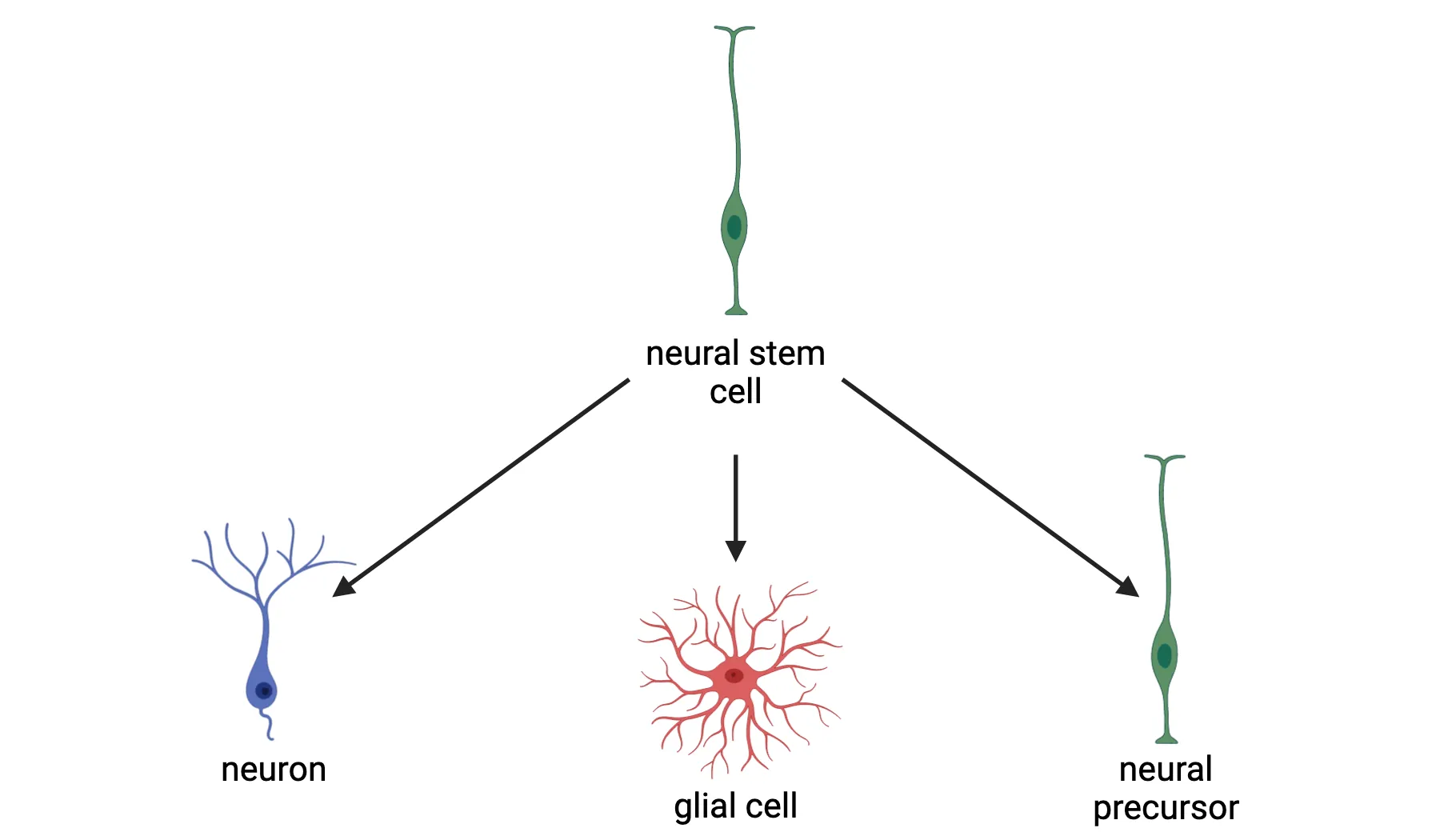 Diagram of a neural stem cell and the types of cells it can generate: neuron, glial cell and another neural stem cell. Neural stem cells are the multi-potent progenitor of the central nervous system and give rise to all the neurons, and glia (astrocytes, oligodendrocytes) of the adult brain.