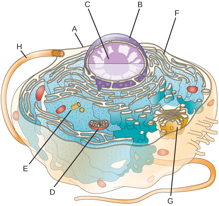 Image of a cell. the outside line is labeled A. A long projection to the outside is labeled H. A large sphere in the cell has an outer line labeled B. A smaller sphere in the larger sphere is labeled C. Outside of this sphere but still inside the cell are folds of membranes with dots labeled F. Another set of folded membranes in a stack is labeld G; smaller spheres are coming off of these stacks. An oval structure with lines inside is labeld D and two small tubes are labeled E.