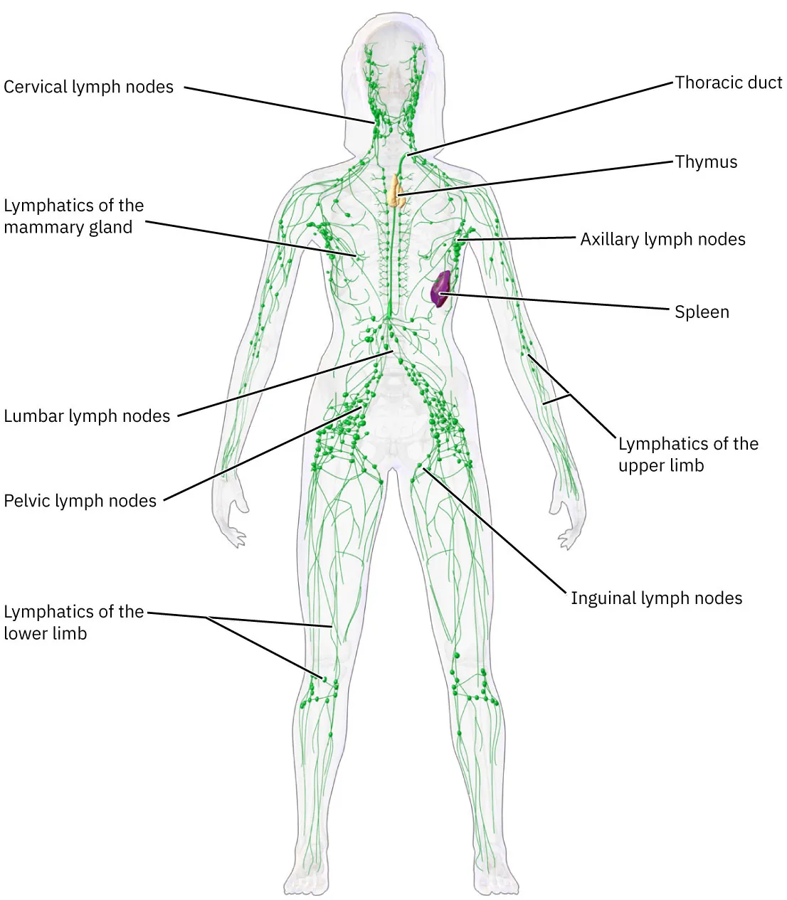 The image depicts a diagram of the human lymphatic system, highlighting key lymph nodes and lymphatic structures throughout the body. It labels the cervical lymph nodes, thoracic duct, thymus, axillary lymph nodes, spleen, lumbar lymph nodes, pelvic lymph nodes, and inguinal lymph nodes. Additionally, it shows the lymphatics of the mammary gland, upper limb, and lower limb, providing a detailed view of the lymphatic network and its connection to various organs and tissues.