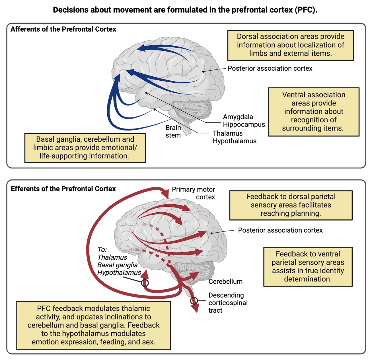 Top: Diagram of a human brain surface with arrows indicating pathways to the prefrontal cortex. Bottom: Diagram of a human brain surface with arrows indicating pathways away from the prefrontal cortex.