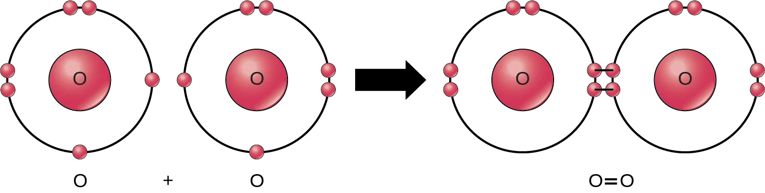 Two oxygen atoms are shown side-by-side. Each has six valence electrons, two that are paired and two that are unpaired. An arrow indicates that a reaction takes place. After the reaction, the four unpaired electrons join to form a double bond. This double bond can also be depicted by an equal sign between two Os.