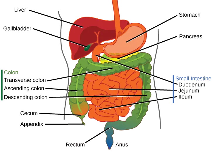 Illustration shows the human lower digestive system, which begins with the stomach, a sac that lies above the large intestine. The stomach empties into the small intestine, which is a long, highly folded tube. The beginning of the small intestine is called the duodenum, the long middle part is called the jejunum, and the end is called the ileum. The ileum empties into the large intestine on the right side of the body. Beneath the junction of the small and large intestine is a small pouch called the cecum. The appendix is at the bottom end of the cecum. The large intestine travels up the left side of the body, across the top of the small intestine, then down the right side of the body. These parts of the large intestine are called the ascending colon, the transverse colon and the descending colon, respectively. The large intestine empties into the rectum, which is connected to the anus. The pancreas is sandwiched between the stomach and large intestine. The liver is a triangular organ that sits above and slightly to the right of the stomach. The gallbladder is a small bulb between the liver and stomach.