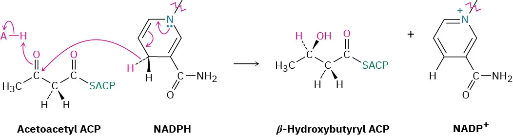 Acetoacetyl A C P reacts with nicotinamide adenine dinucleotide phosphate hydride to form beta-hydroxybutyrate A C P and nicotinamide adenine dinucleotide phosphate cation.