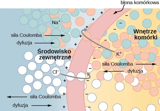 Rysunek przedstawia przekrój przez błonę komórkową. Na jej wewnętrznej granicy gromadzą się ładunki ujemne oznaczone znakami minus, zaś na jej zewnętrznej granicy ładunki dodatnie oznaczone znakami plus. Wokół błony znajdują się aniony chlorkowe wnikające do środka. Strzałkami zaznaczono, że siła Coulomba skierowana jest dla nich na zewnątrz komórki, a dyfuzja do wewnątrz. Drugim typem jonów są kationy potasowe wypychane na zewnątrz komórki. Strzałkami zaznaczono, że siła Coulomba skierowana jest do wewnątrz komórki, a dyfuzja – na zewnątrz. Po obu stronach błony znajdują się również kationy sodowe. Strzałkami zaznaczono, że zarówno siła Coulomba, jak i dyfuzja skierowane są dla nich do wewnątrz komórki, jednak błona komórkowa jest dla jonów sodowych nieprzepuszczalna. 