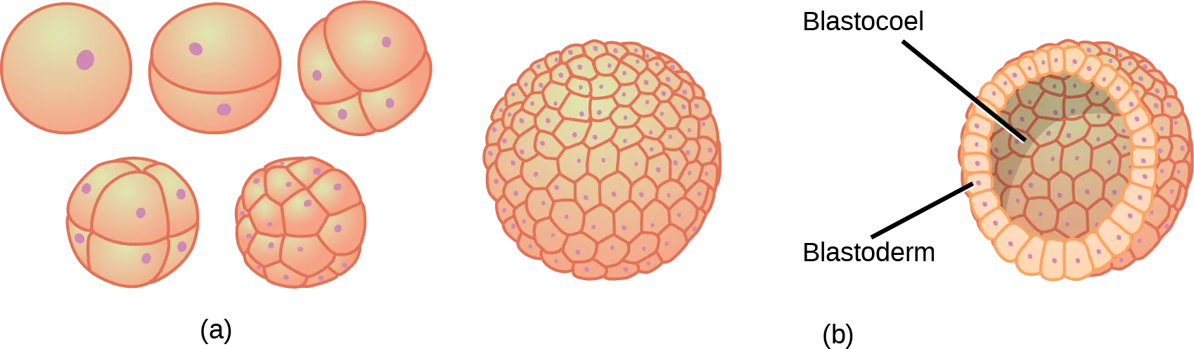 Part A illustration shows a fertilized egg divided into two, four, eight, and sixteen cells. Part B shows a hollow ball of cells. The cells on the surface are called the blastoderm, and the hollow center is called the blastocoel.