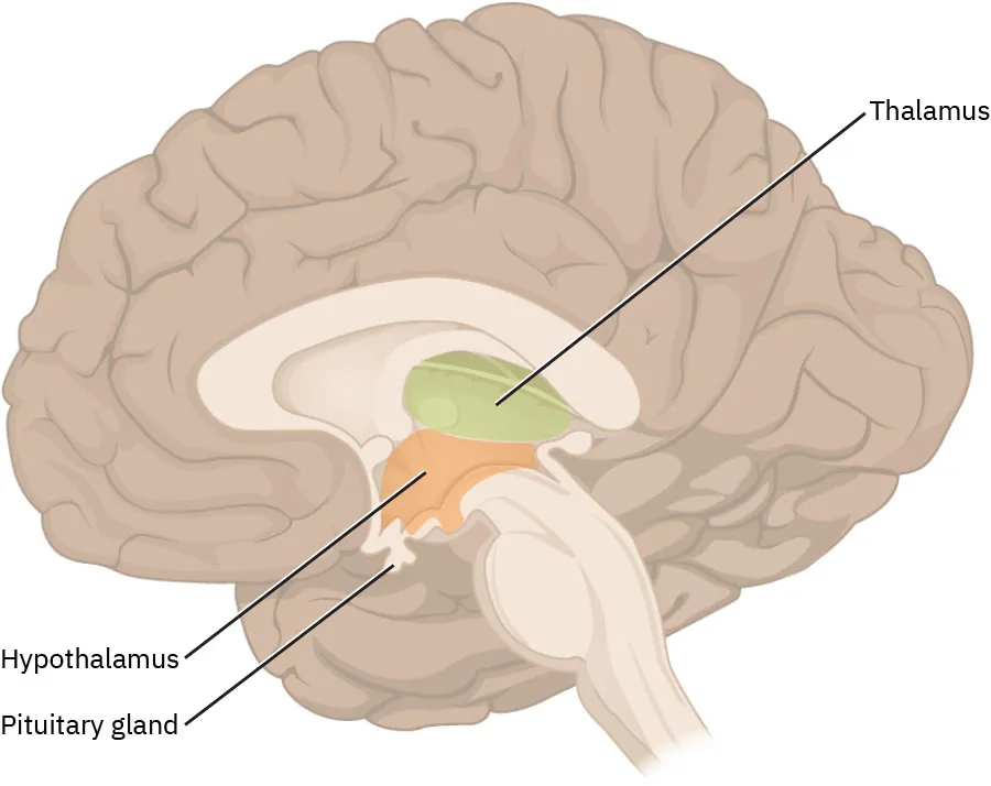 Diagram of diencephalon showing locations of thalamus, hypothalamus, pituitary gland.