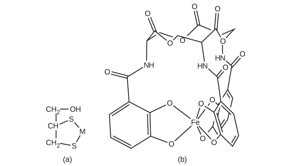Esta figura consta de dos estructuras. En la a se muestra un anillo de cinco elementos con un átomo de S en la parte superior con otros átomos con enlace simple en el siguiente orden en el sentido de las agujas del reloj alrededor del anillo pentagonal: átomo de M, átomo de S, átomo de C de un grupo C H subíndice 2, seguido de un átomo de C de un grupo C H. El último átomo de C se enlaza al átomo de S original para cerrar el anillo. El C del grupo C H está en la parte superior izquierda de la estructura. Este C tiene un grupo C H subíndice 2 unido por encima al que se une un grupo O H a la derecha. En la b se muestra una estructura compleja. Tiene una región central abierta y múltiples estructuras anulares. Se incluye un átomo sencillo de F e, que parece estar enlazado a seis átomos de O. En la estructura se enlazan 15 átomos de O en total, junto con tres átomos de N y varios átomos de C y H. Nueve átomos de O tienen un enlace simple y están incorporados a los anillos y seis tienen un doble enlace, que se extiende hacia fuera de las estructuras anulares. 