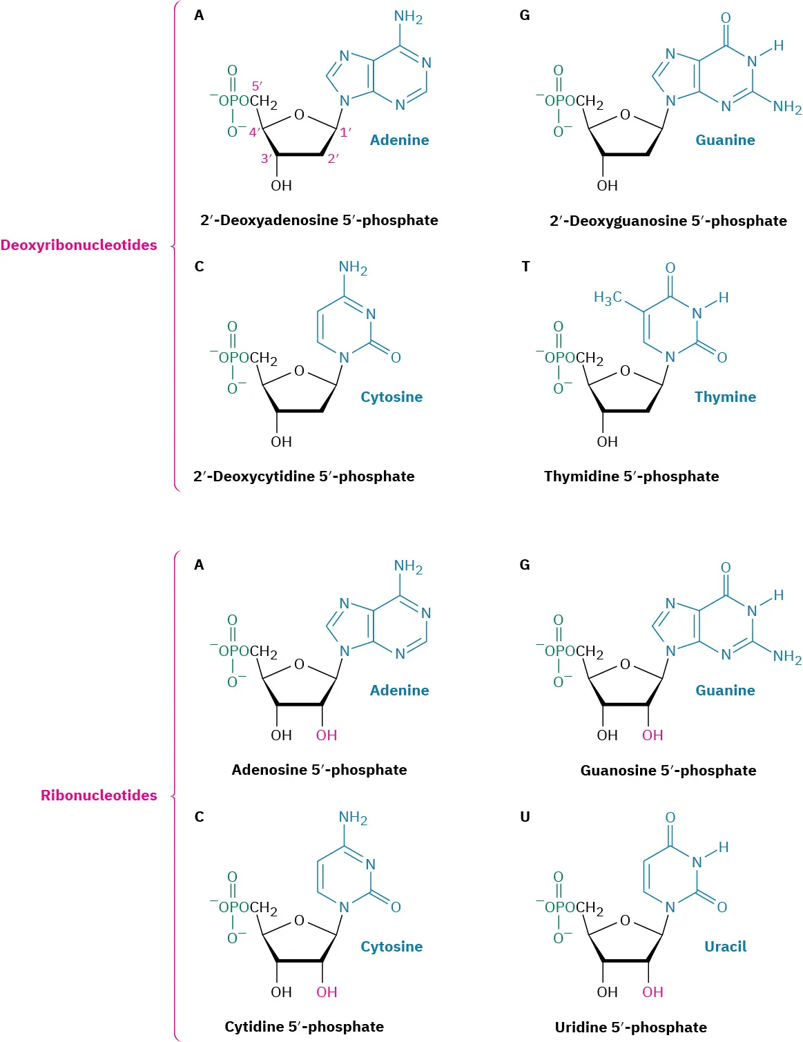 Four forms of deoxyribonucleotides are 2'-deoxyadenosine 5'-phosphate, 2'-deoxyguanosine 5'-phosphate, 2'-deoxycytidine 5'-phosphate, thymidine 5'-phosphate. Four forms of ribonucleotides are adenosine 5'-phosphate, guanosine 5'-phosphate, cytidine 5'-phosphate, uridine 5'-phosphate.