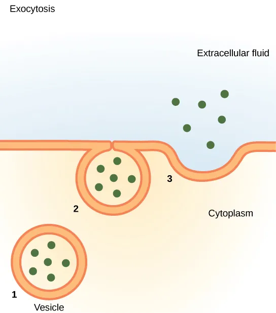 This illustration shows vesicles fusing with the plasma membrane and releasing their contents to the extracellular fluid.