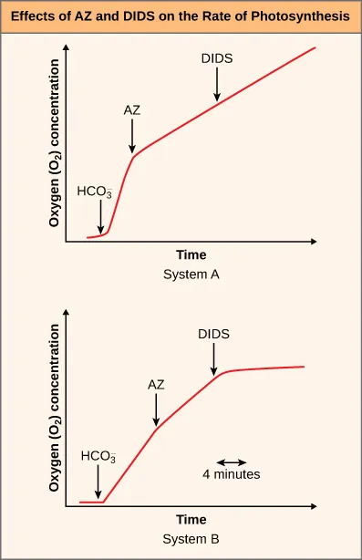 Graphs illustrate the effects of AZ and DIDS on oxygen production during photosynthesis in two systems. System A shows continued O2 increase after DIDS, while System B shows O2 plateauing.
