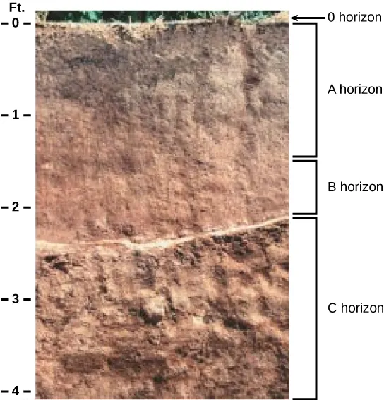 In the photo, soil has been cut away to reveal the soil profile. The O horizon is at the soil surface and is a rich black color. The brown A horizon starts beneath the O horizon and extends to about two-and-a-half feet beneath the surface. The B horizon is reddish brown and extends from the bottom of the A horizon to about two feet deep. The C horizon extends from the bottom of the B horizon to the bottom of the photo at a depth of four feet. The C horizon is light brown and has a coarser consistency than the A or B horizons.