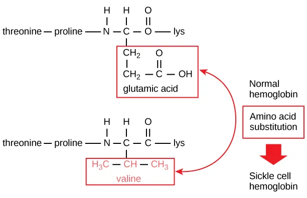 A portion of the hemoglobin amino acid sequence is shown. The normal hemoglobin beta chain has a glutamate at position six. The sickle cell beta chain has a valine at this position.