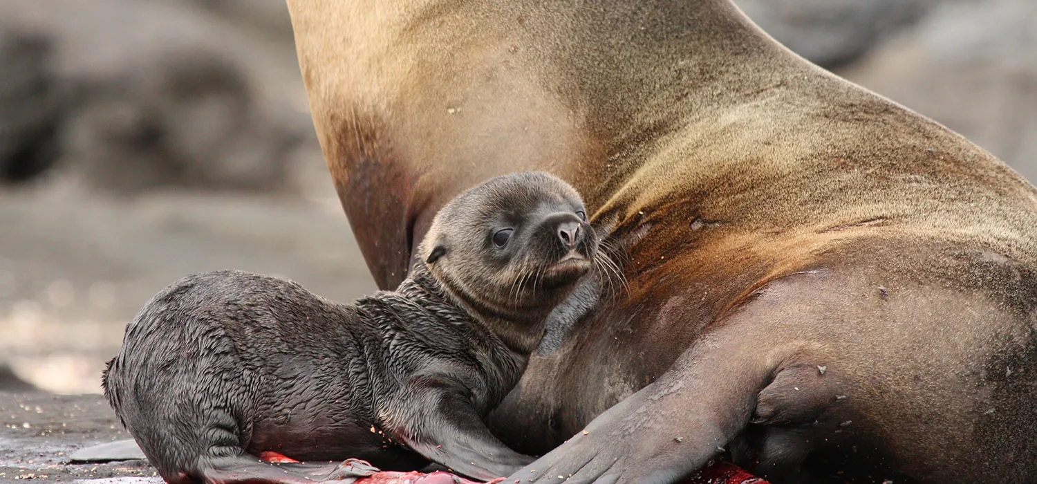 A photo shows a newborn sea lion pup sitting beside its mother.