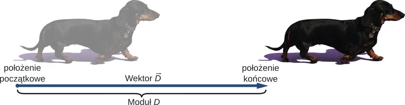 A Zdjęcie jamnika. Pod zdjęciem umieszczono poziomą strzałkę. Jej początek znajduje się poniżej ogona psa, a koniec poniżej jego nosa. Strzałkę oznaczono jako “wektor D“, a jej długość jako “moduł D“. Punkt początkowy strzałki podpisano “od ogona“, a jej punkt końcowy “do głowy wektora“.