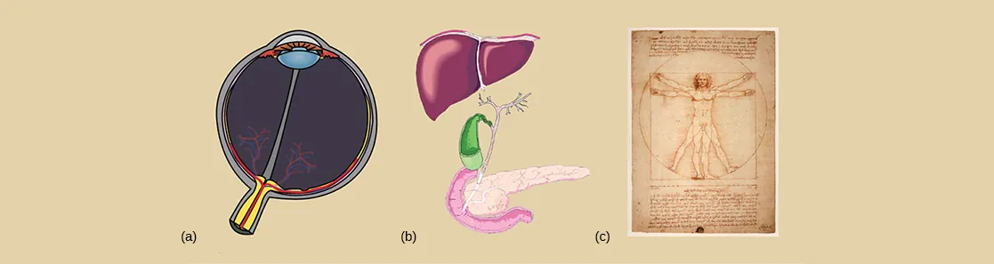 Part A depicts a cross section of an eyeball, which has a lens at the front and a cluster of blood vessels at the back. Part B depicts a liver, which is shaped like a triangle. Beneath the liver is a lobe-shaped gall bladder connected to a pancreas by a stem-like vessel. Part C is a sketch, drawn by Leonardo Da Vinci, of a man standing erect with outstretched arms. Superimposed on this image, the man has his legs spread and his arms uplifted.