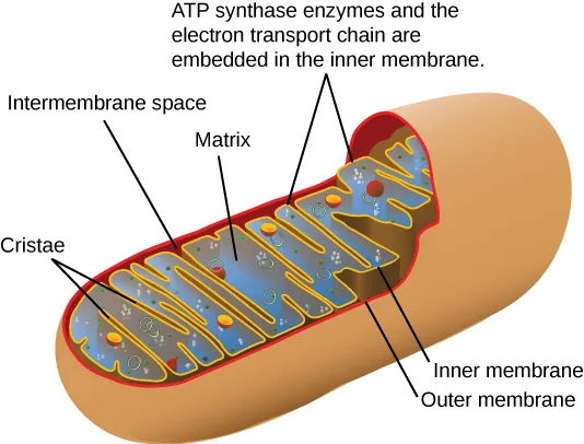 This illustration shows the structure of a mitochondrion, which has an outer membrane and an inner membrane. The inner membrane has many folds, called cristae. The space between the outer membrane and the inner membrane is called the intermembrane space, and the central space of the mitochondrion is called the matrix. ATP synthase enzymes and the electron transport chain are located in the inner membrane