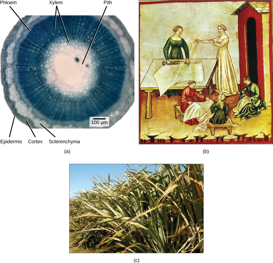 Part A shows a cross section of a flax stem. The pith is white tissue in the center of the stem. Outside the pith is a layer of xylem. The inner xylem cells are large, while ones further out are smaller. The smaller xylem cells radiate out from the center, like spokes on a wheel. Outside the xylem is a ring of phloem cells. The phloem is surrounded by a layer of sclerenchyma cells, then a layer of cortex cells. Outside the cortex is the epidermis. Part B is a painting of women working with linen cloth. One is smoothing the cloth on a table, and the other women are sitting with linen on their laps. Part C is a photo of flax plants, which have long, wide leaves that taper toward narrow tips.