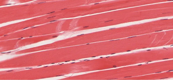 Microscopic image of skeletal muscle