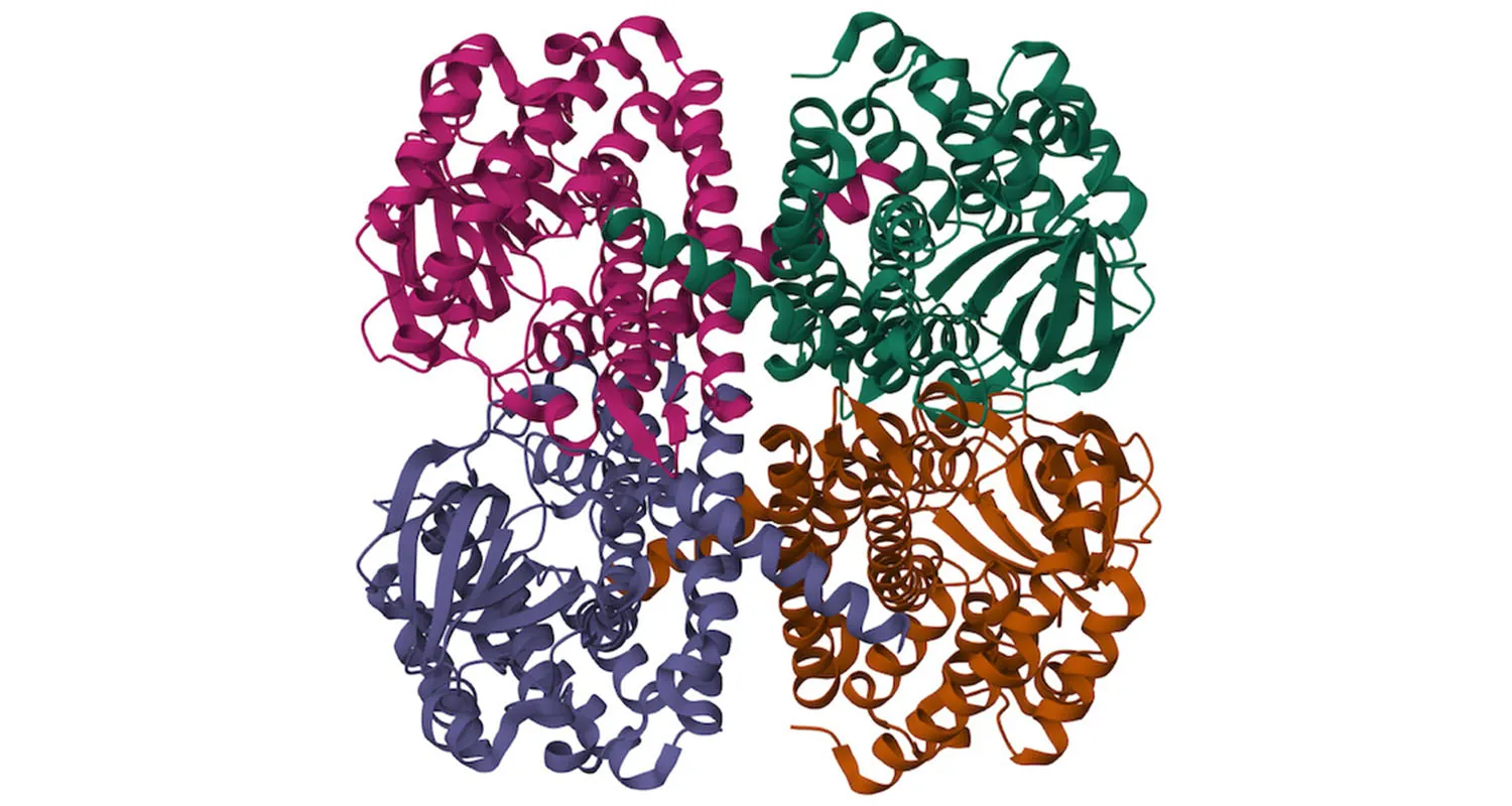 A protein structure portrayed as a ribbon diagram, with coiled magenta, green, rust, and purple portions.