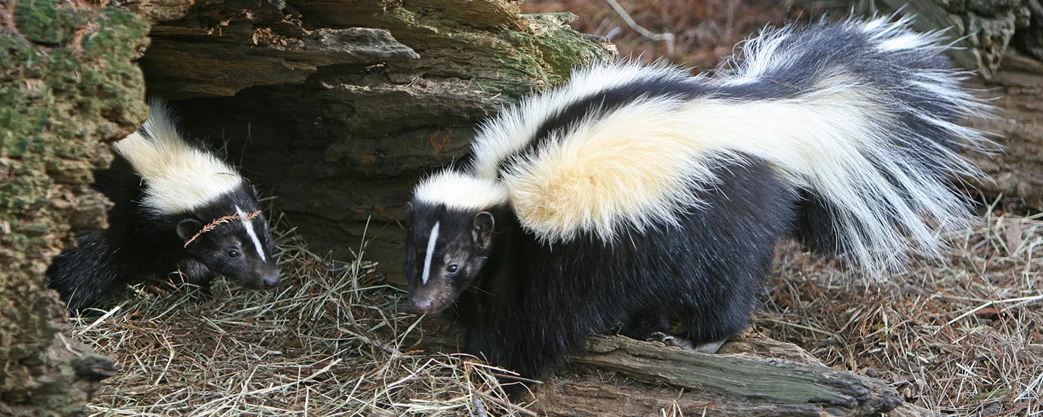 A close-up of two striped skunks near a hollow log.
