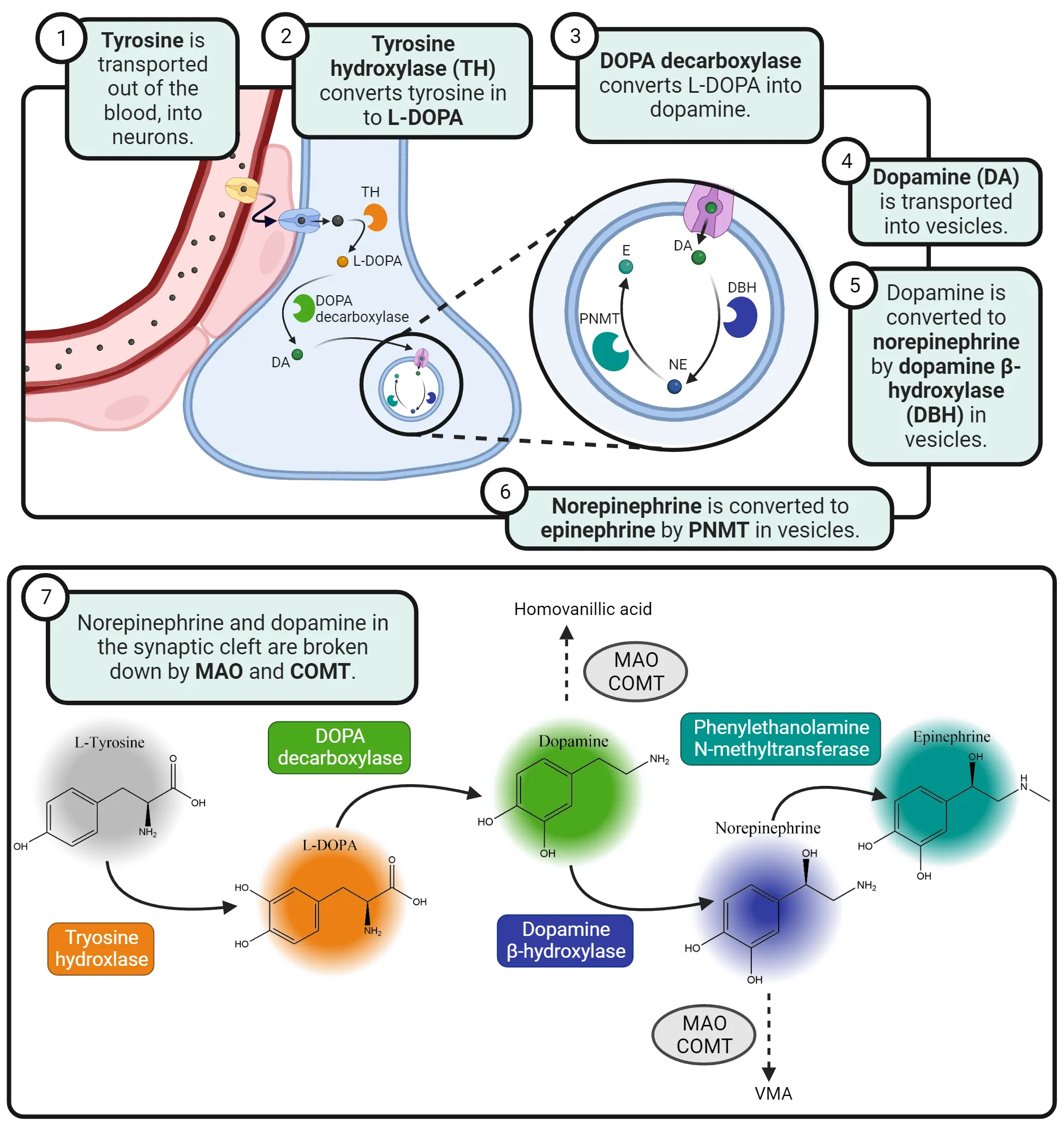 Top: Diagram of a presynaptic terminal with an adjacent blood vessel. Inside the terminal, the enzymes and molecules described in the text are shown as a series of steps. Bottom: A diagram of the chemical transformation cascade from L-tyrosine to L-DOPA to dopamine to norepinephrine to epinephrine. Enzymes breaking down dopamine and norepinephrine are also shown as described in the main text.